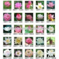 2015 Hot Sale Mixed Colors Lotos Seed Water Lily seeds For Growing